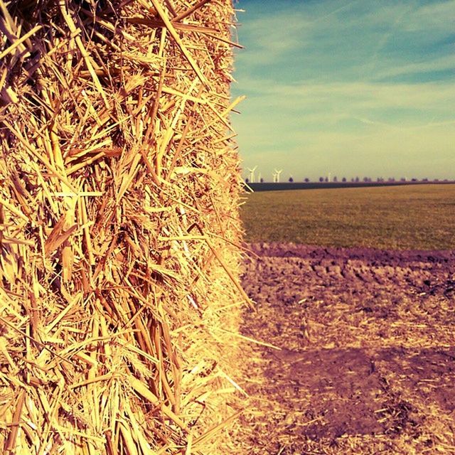 field, landscape, sky, tranquility, rural scene, tranquil scene, nature, tree, beauty in nature, agriculture, cloud - sky, growth, scenics, farm, grass, plant, outdoors, dry, built structure, bare tree