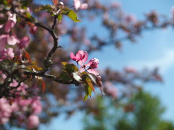 Low angle view of pink flowers on branch