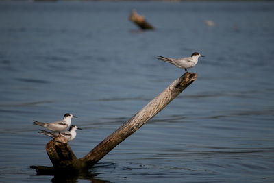 Seagulls flying over lake