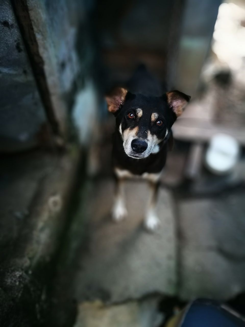 dog, domestic animals, one animal, animal themes, pets, looking at camera, mammal, portrait, no people, day, outdoors, close-up