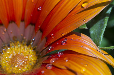 Close-up of wet yellow flower