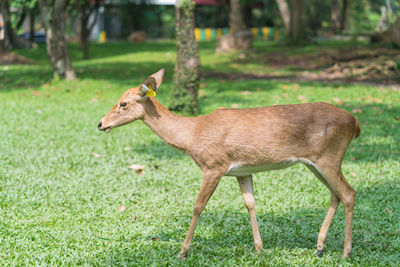 Side view of giraffe on land