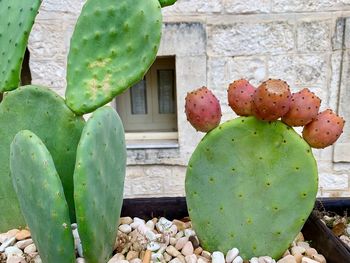 Prickly pears cactus and with fruits 