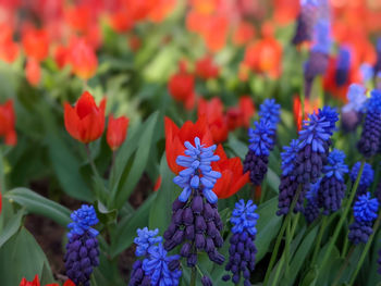 Close-up of purple flowering plants in park