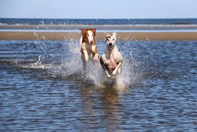 Dog running in the sea