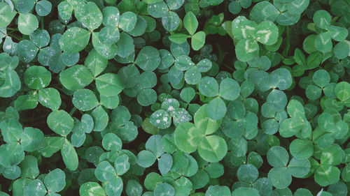 Full frame shot of wet plants