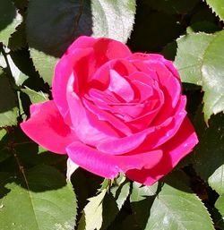 Close-up of pink rose