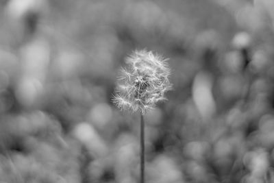 Close-up of dandelion against blurred background