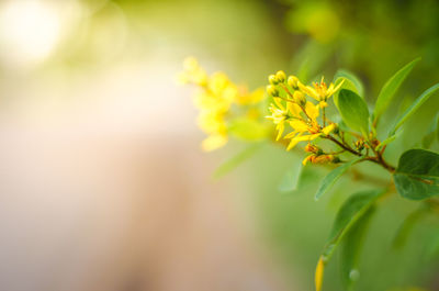 Close-up of yellow flowering plant