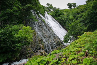 Scenic view of waterfall in forest