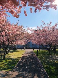 Pink cherry blossoms in park against sky