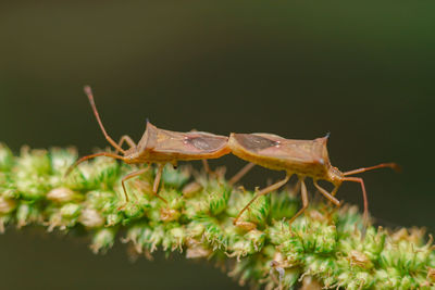 Close-up of insect