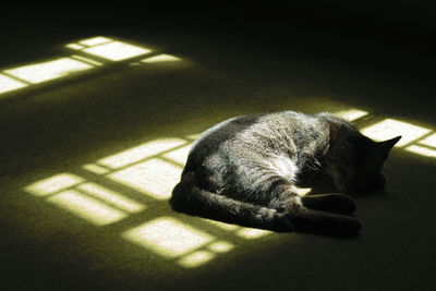 High angle view of cat sleeping