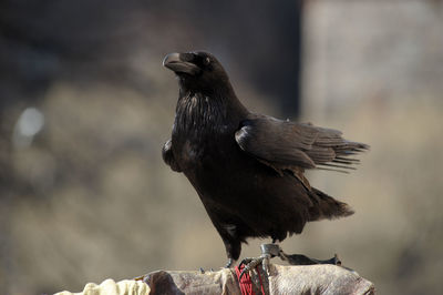 Close-up of bird perching on rock