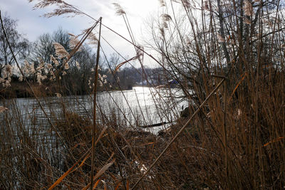 View of lake in winter