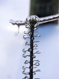 Ice formations on a plant