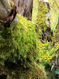 Close-up of fresh green plants