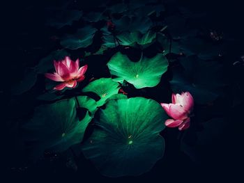 Close-up of pink water lily blooming against black background