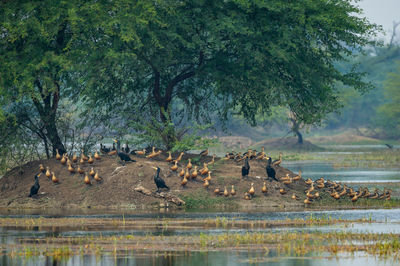 Flock of birds in a lake