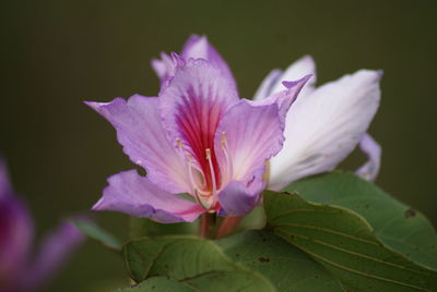 Close-up of purple flowers