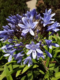 Close-up of purple flowers blooming outdoors