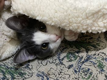 Close-up portrait of a cat