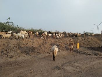 Flock of sheep on field