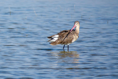 Bird on lake