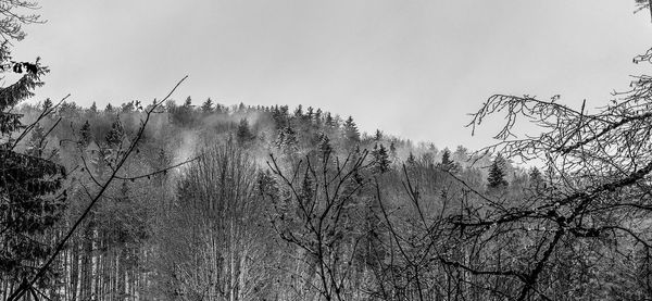 Low angle view of trees against clear sky
