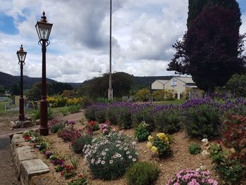 Plants and street lights against sky