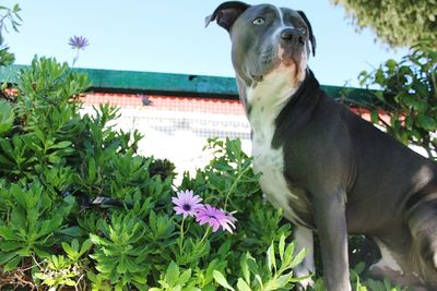 Close-up of dog by flowers against sky