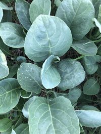 Full frame shot of fresh green leaves