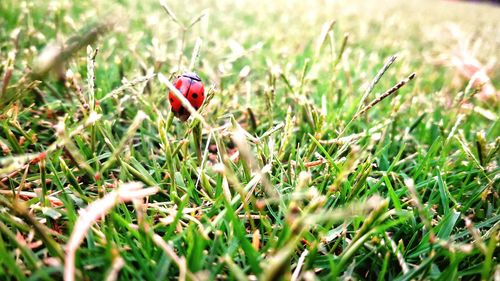 Close-up of ladybug on field