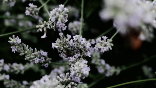 Close-up of flowers blooming on tree