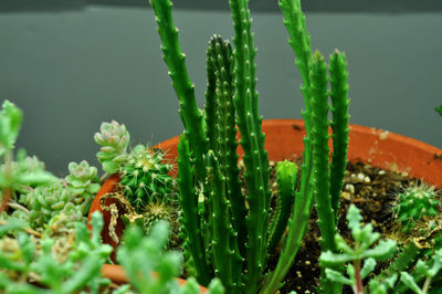 Close-up of plant
