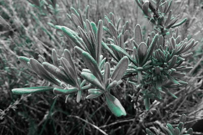 Close-up of plant growing on field