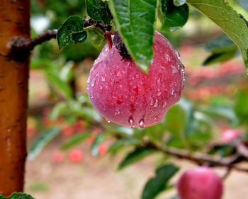 Close-up of wet red fruit on rainy day