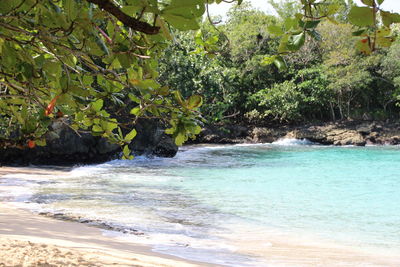 Scenic view of sea against trees