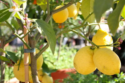 Close-up of yellow flowers