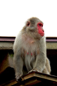 Close-up of monkey