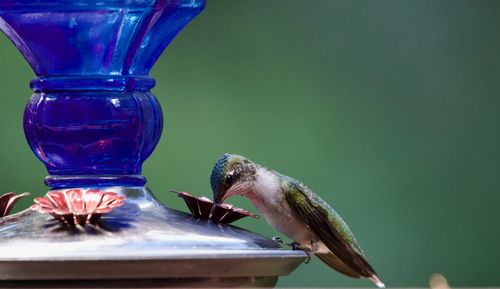 Close-up of bird perching on feeder