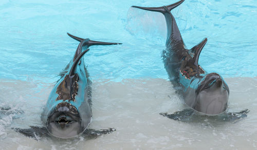 Fish swimming in pool