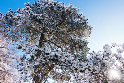 Low angle view of trees against blue sky