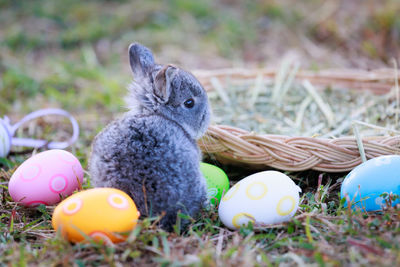 Close-up of rabbit on grass