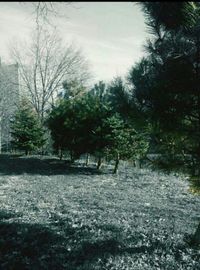 Bare trees in park against sky