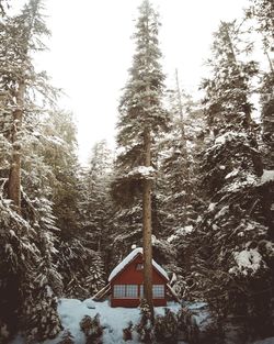 Snow covered trees in forest against sky