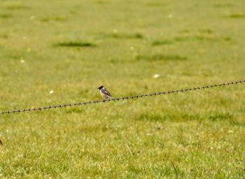 Bird perching on a field