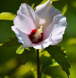 Close-up of white flowers