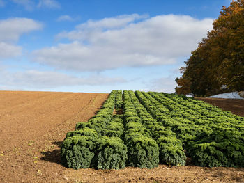 Scenic view of agricultural field against sky
