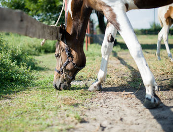 Horses in the field